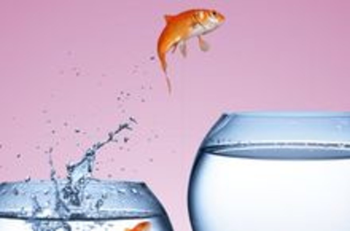 Goldfisch spring von einem Wasserglas in ein anderes Wasserglas
