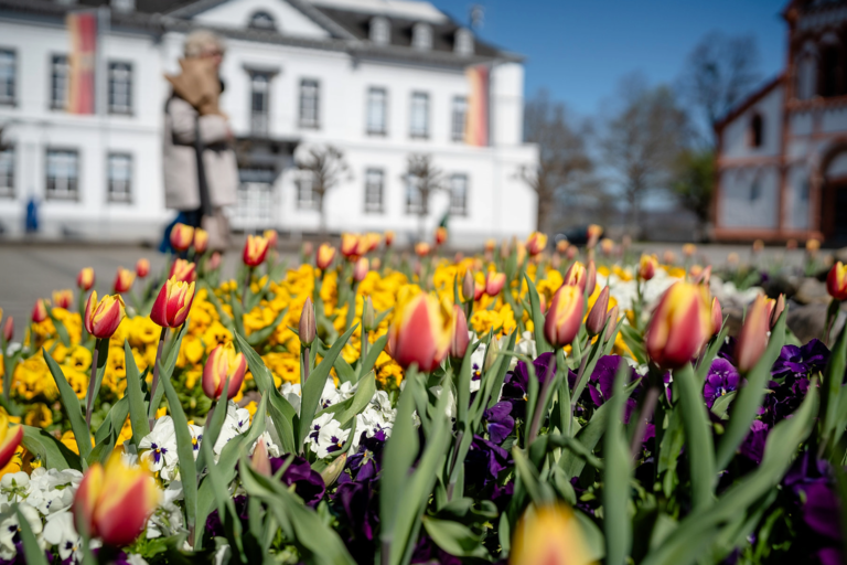 Sinziger Frühlingserwachen