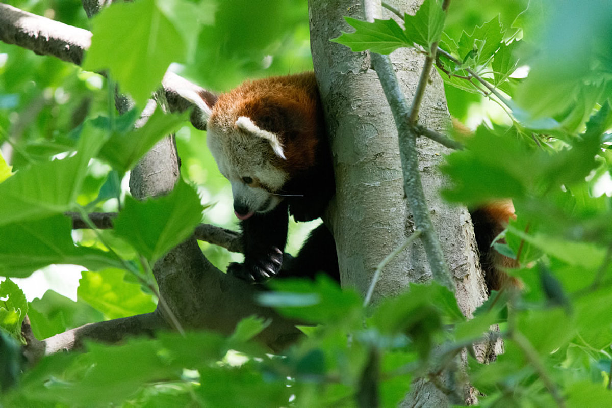 Kleiner Panda auf einem Baum